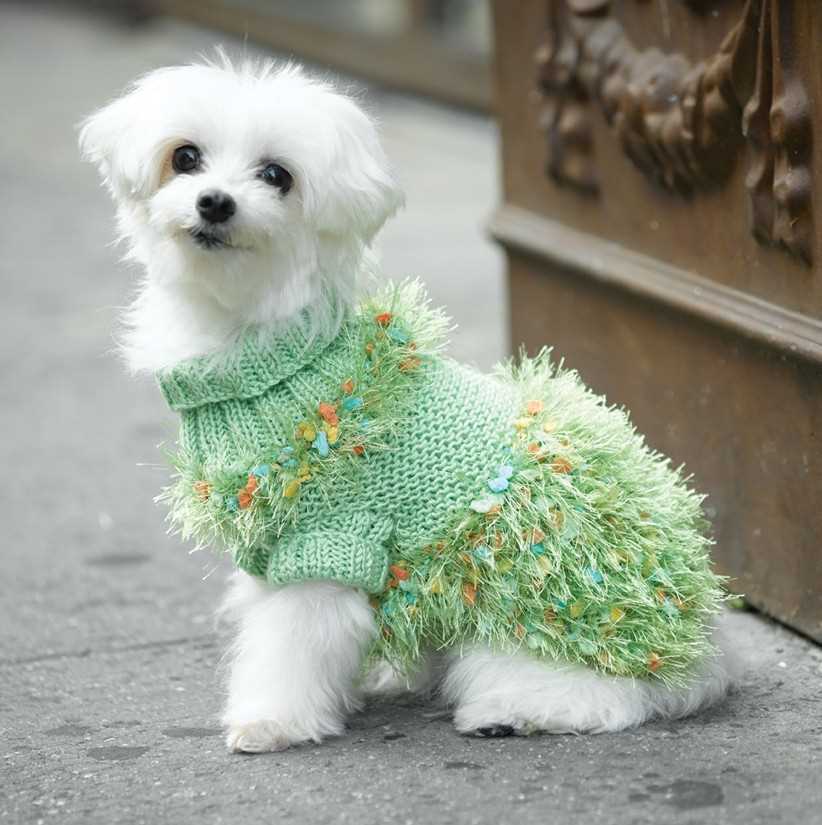 Knitting patterns for dog coats medium
