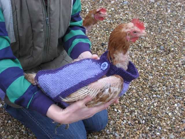 Knitting pattern for chicken jumpers