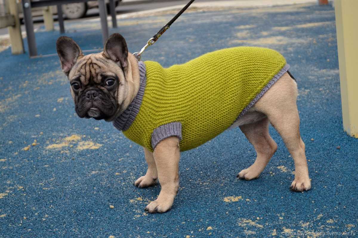 Knitting pattern for english bulldog sweater