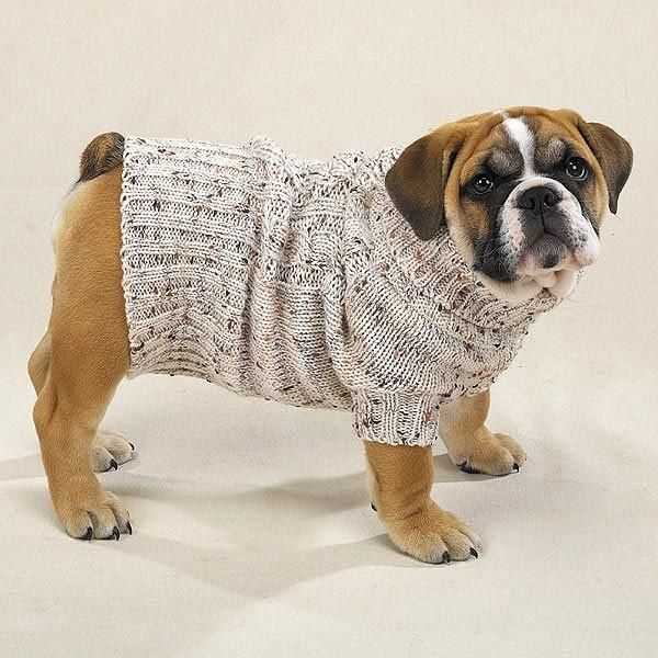 Knitting pattern for english bulldog sweater