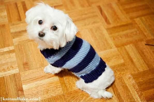 Chihuahua sweater knitting pattern free