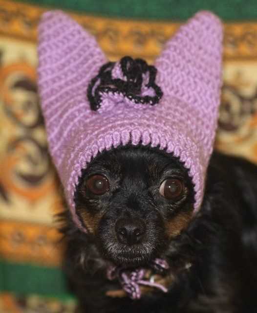 Free dog balaclava knitting pattern
