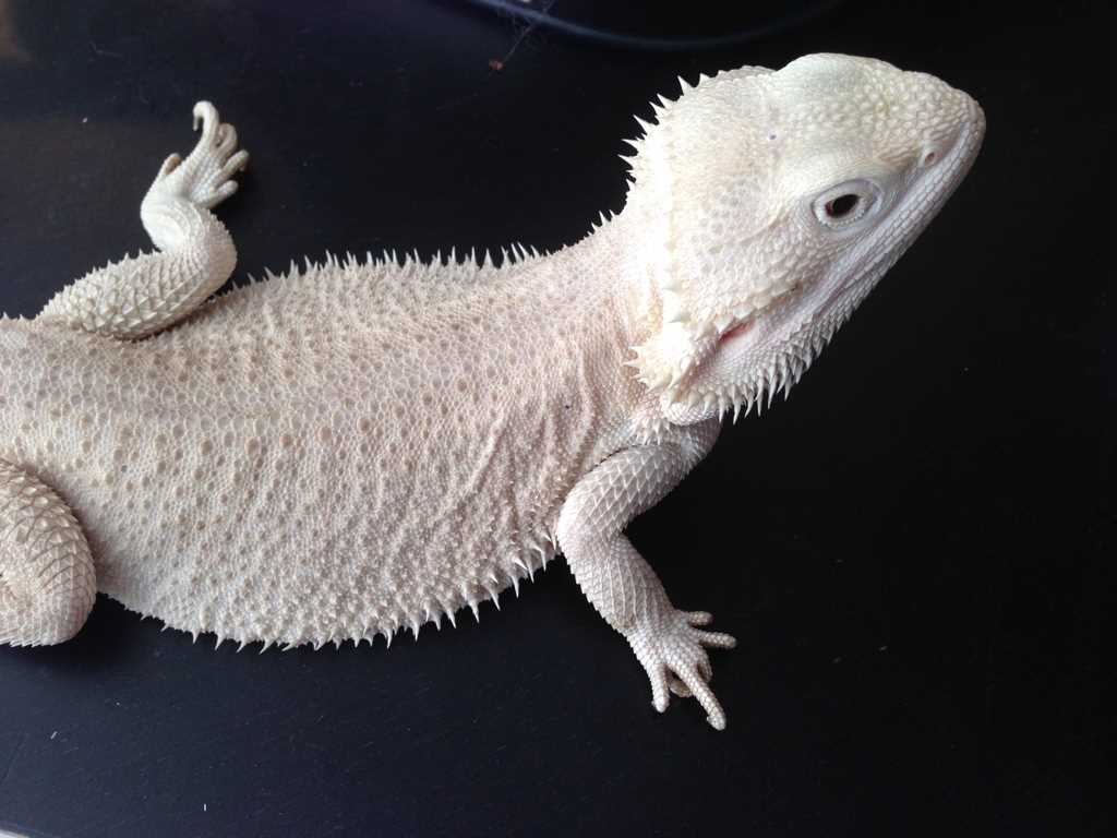 Bearded dragon knitting pattern