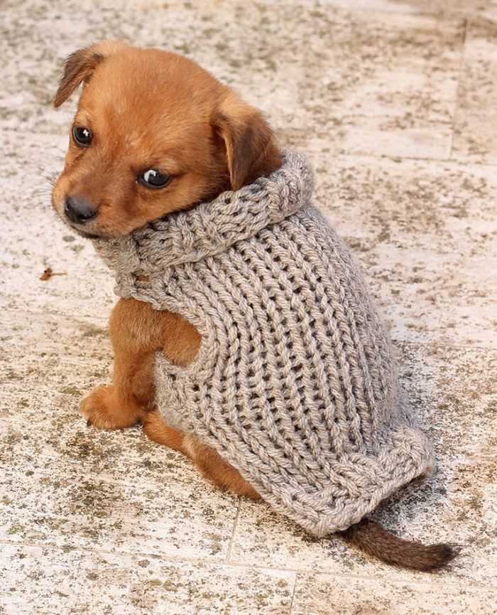 Knit dog jumper pattern
