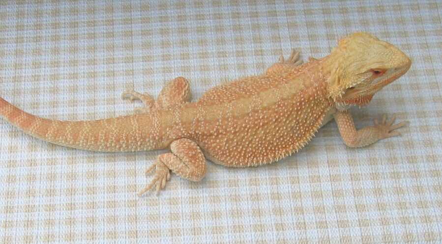 Crafting Your Own Unique Bearded Dragon with a Knitting Pattern Bearded dragon knitting pattern
