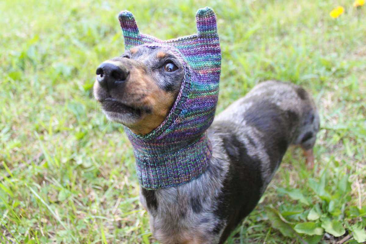 Handcrafted Knitting Instructions for a Complimentary Dachshund Sweater Pattern Dachshund jumper knitting pattern free