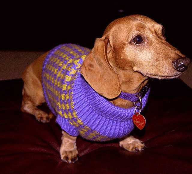 Dachshund knitting pattern