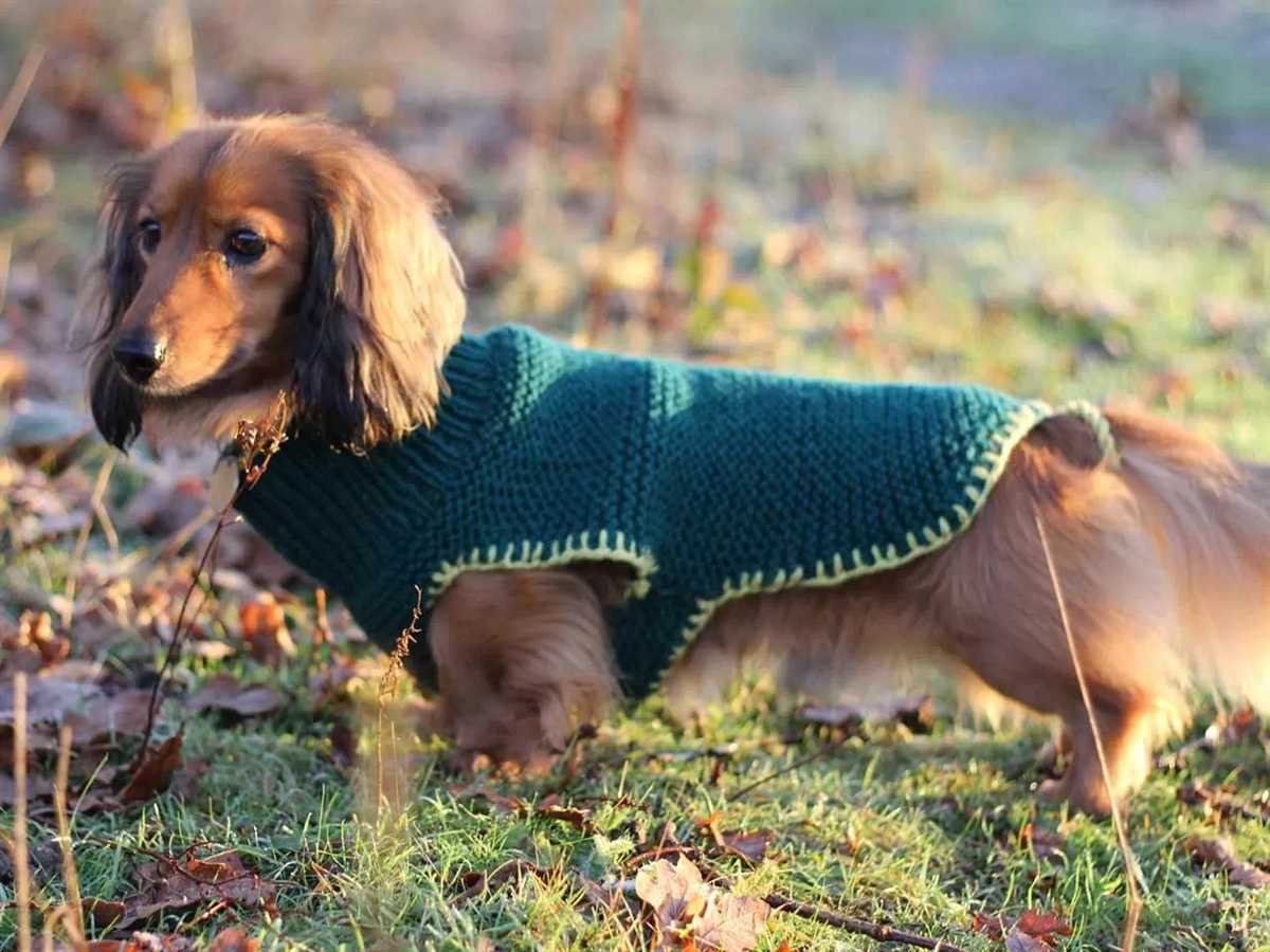 Dachshund knitting pattern