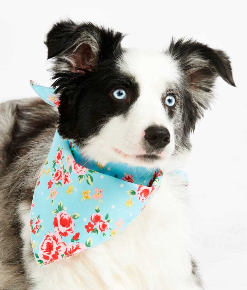 Dog bandana knitting pattern free