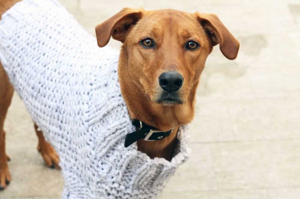 Dog sweater knitting pattern beginner