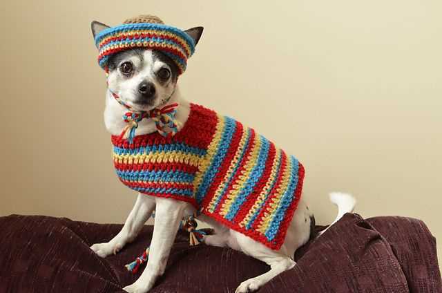 Dog sweater knitting pattern chihuahua