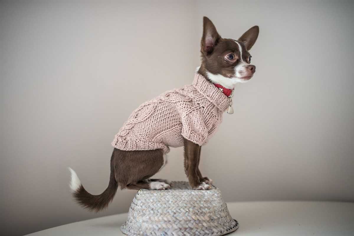 Dog sweater knitting pattern chihuahua
