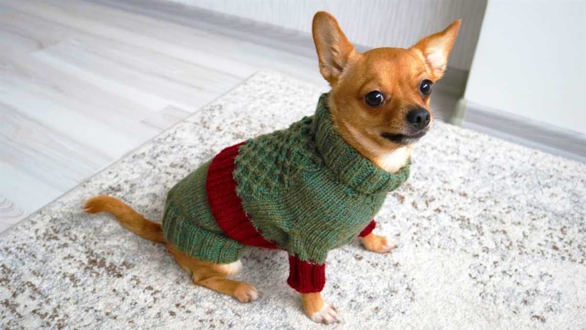 Simple knitting pattern to create a cozy sweater for your big furry friend Easy knitting pattern for large dog sweater