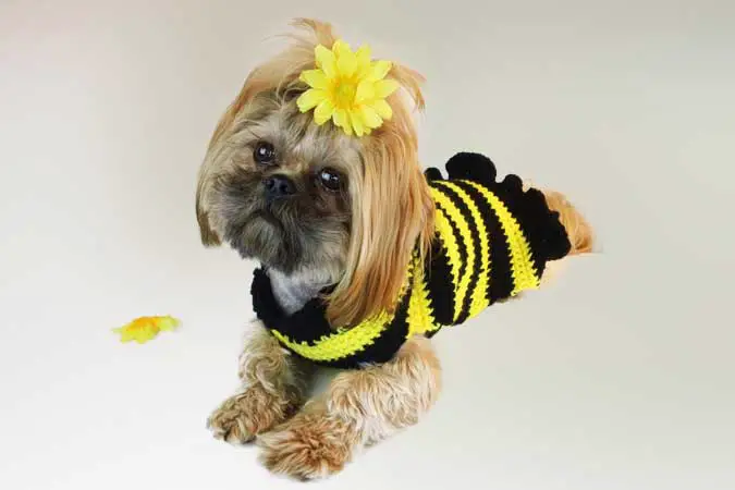 Extra small dog sweater knitting pattern free