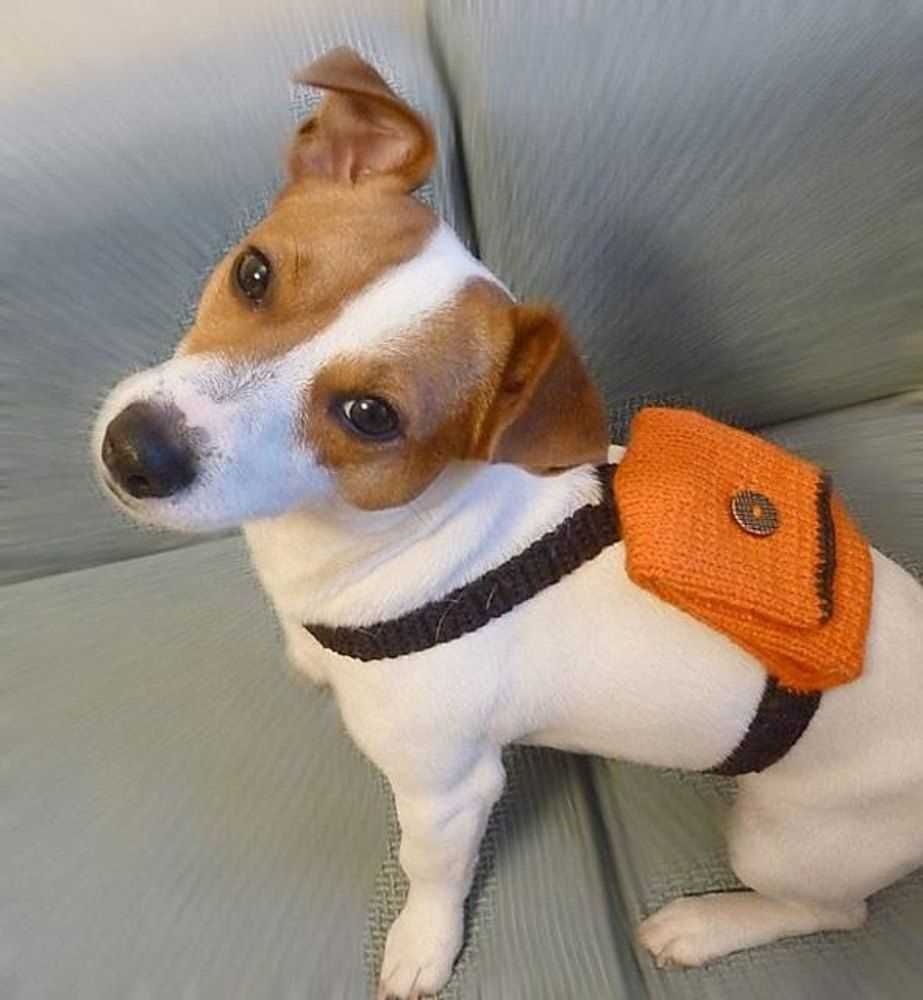 Free jack russell knitting pattern