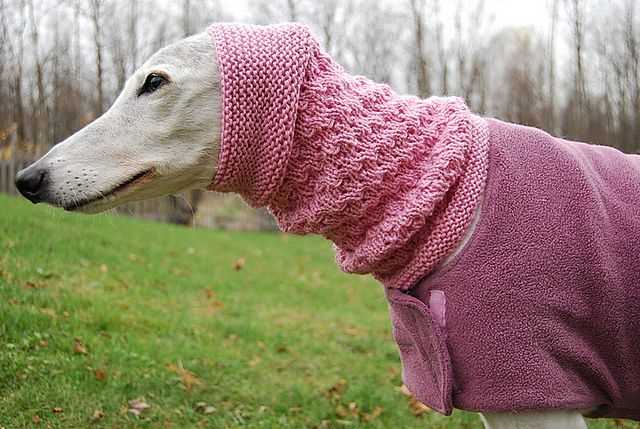 Free knitting pattern for dog coats