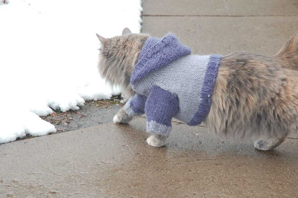 Free knitted cat sweater pattern