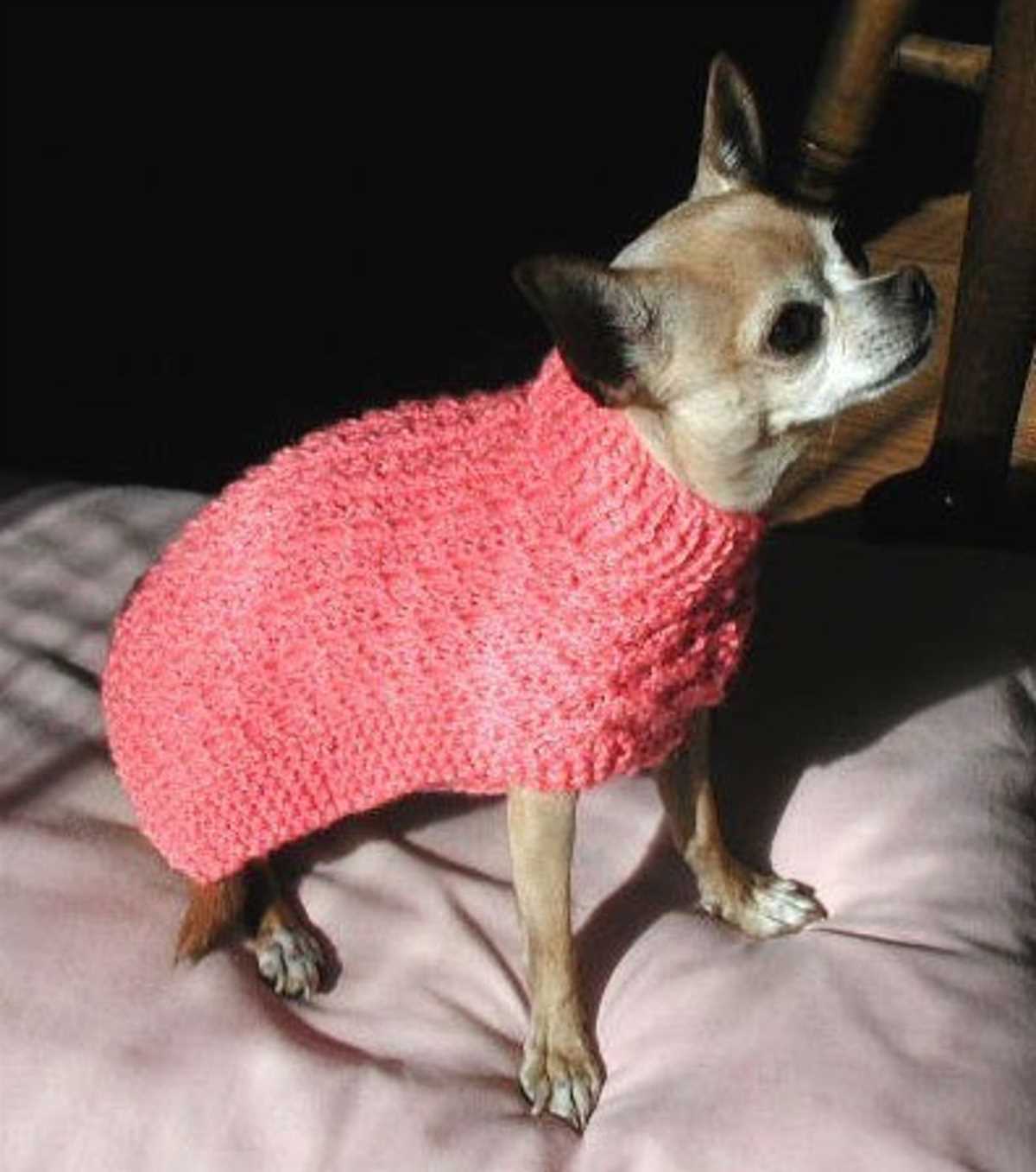 Free patterns for knitted dog sweaters easy