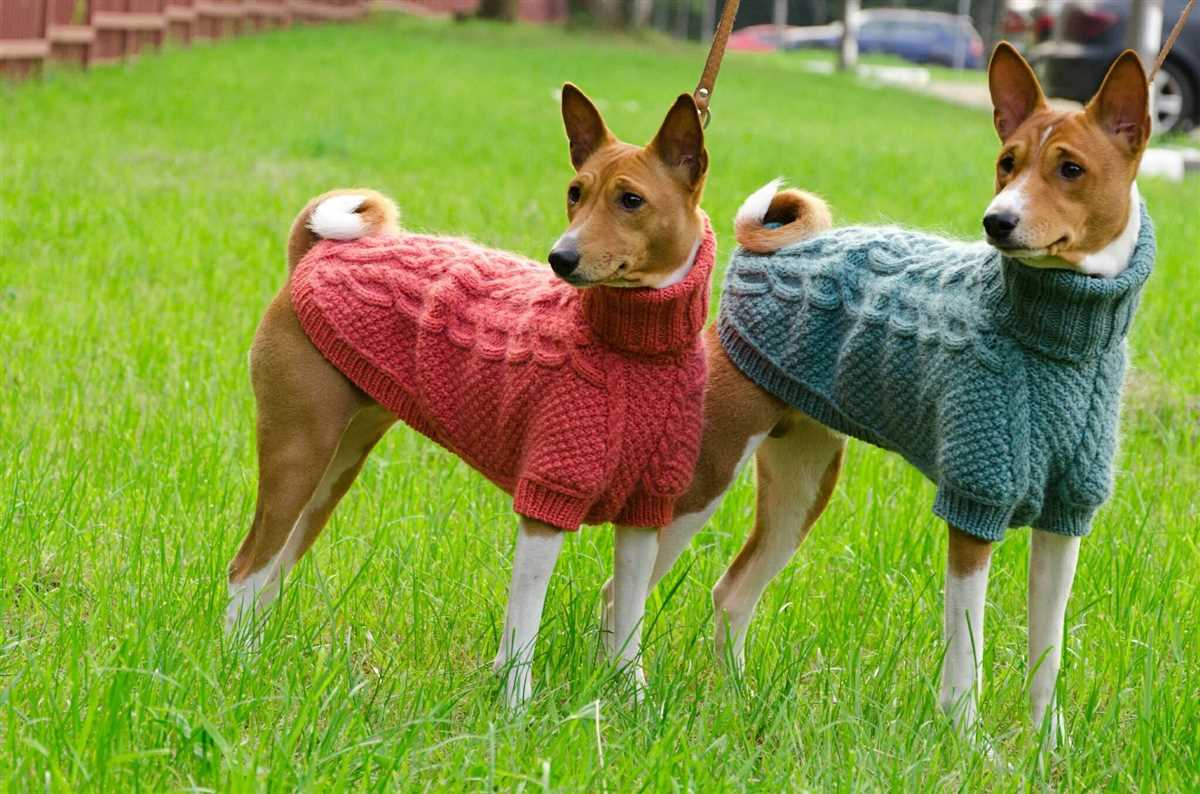 Harness-friendly dog sweater knitting pattern
