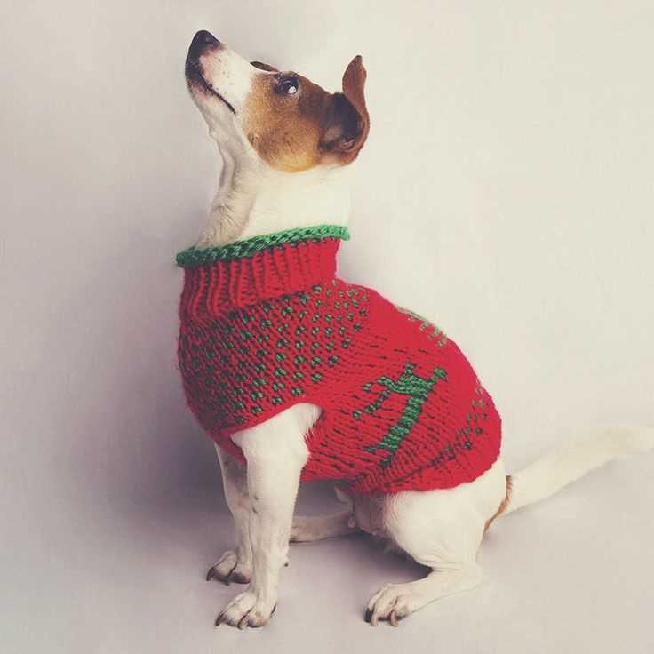 Knit dog jumper pattern
