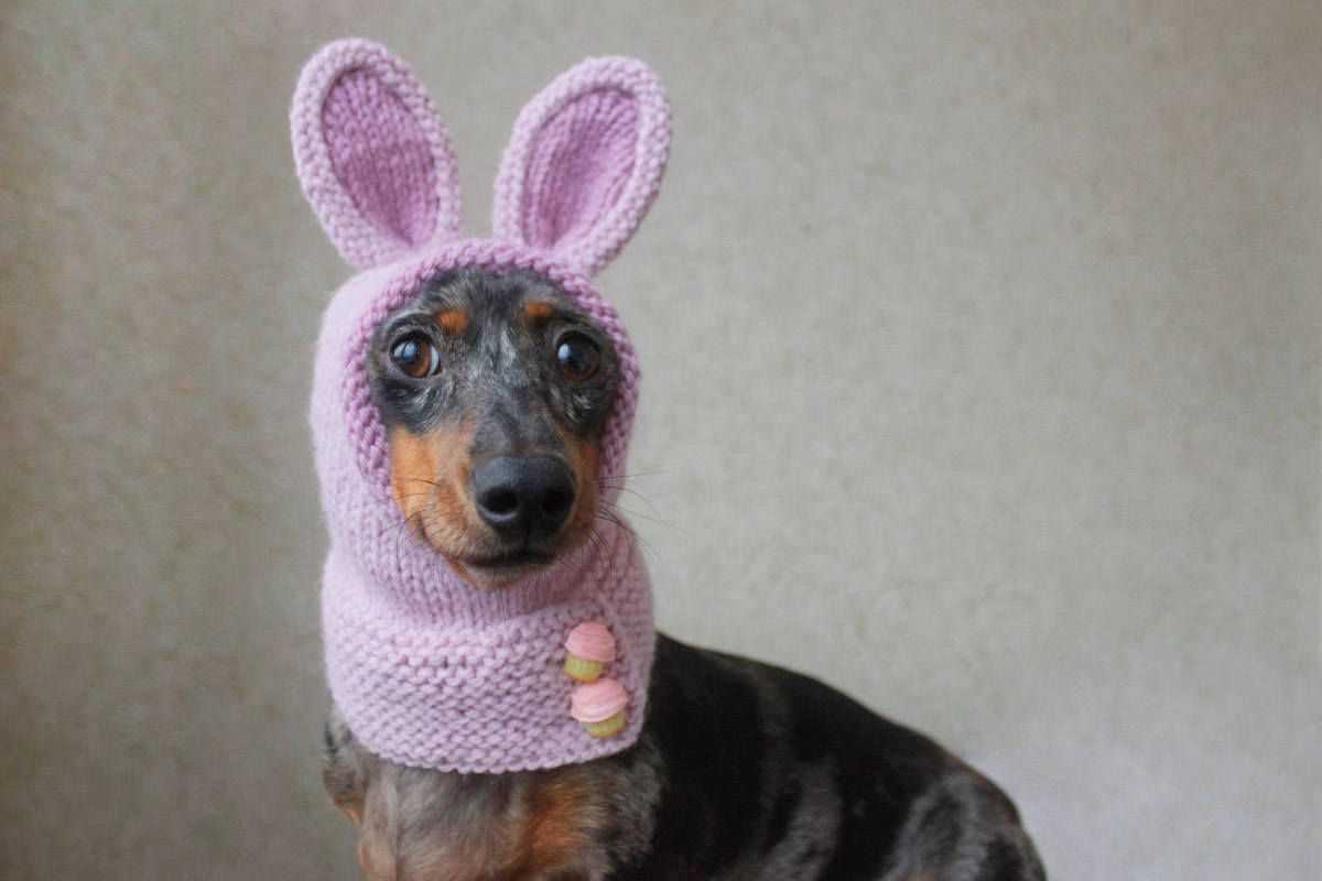 Knit hat for dog pattern