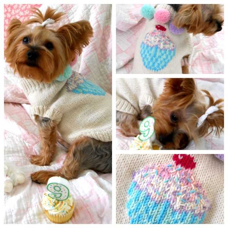 Knitted small dog sweaters free patterns