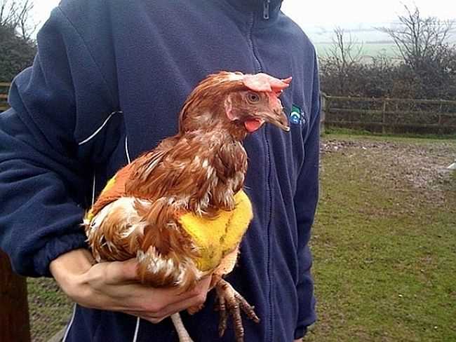 Knitting pattern for chicken jumpers