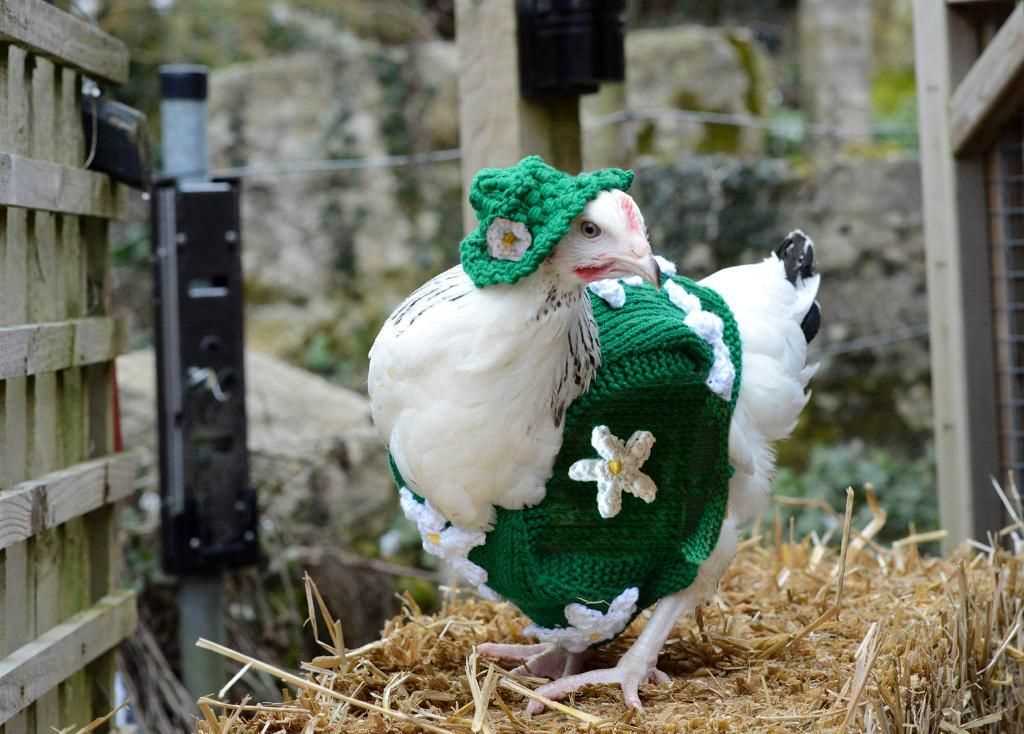 Knitting pattern for chicken jumpers