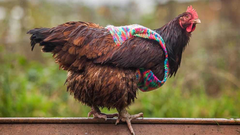Knitting pattern for chicken jumpers