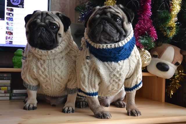 Knitting pattern for english bulldog sweater