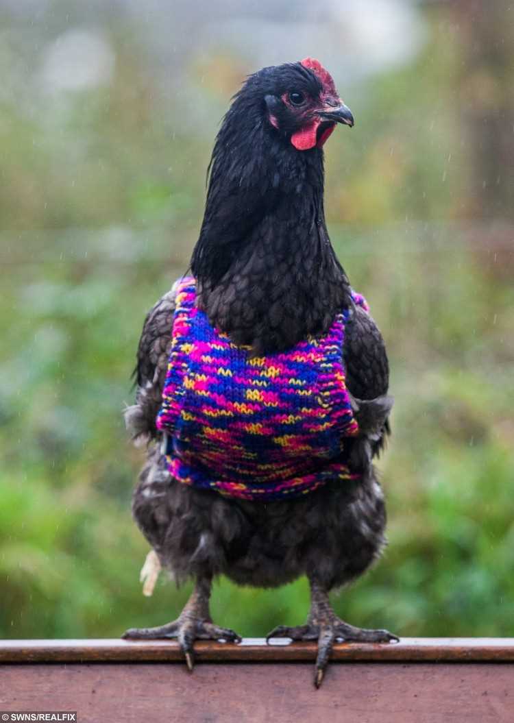 Knitting pattern for chicken jumpers