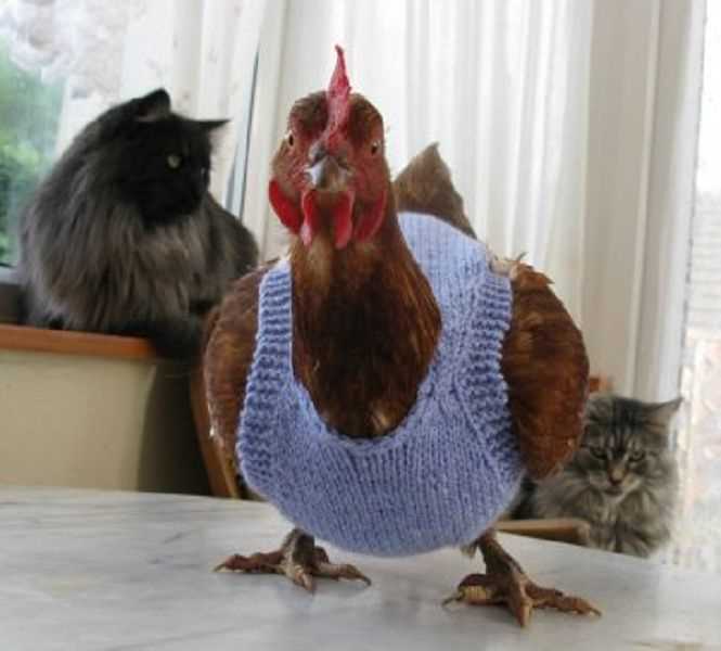 Knitting pattern for chicken jumpers