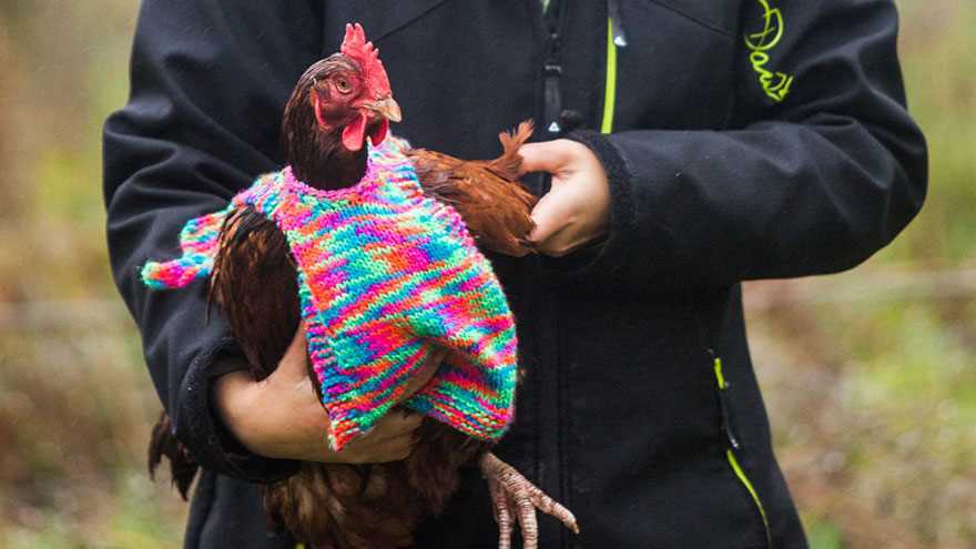 Knitting pattern for chicken jumpers