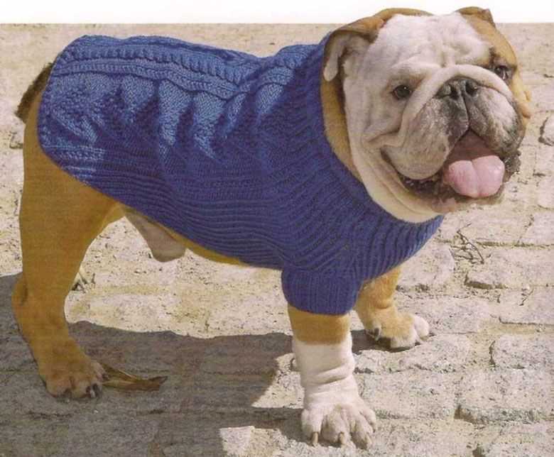 Knitting pattern for english bulldog sweater