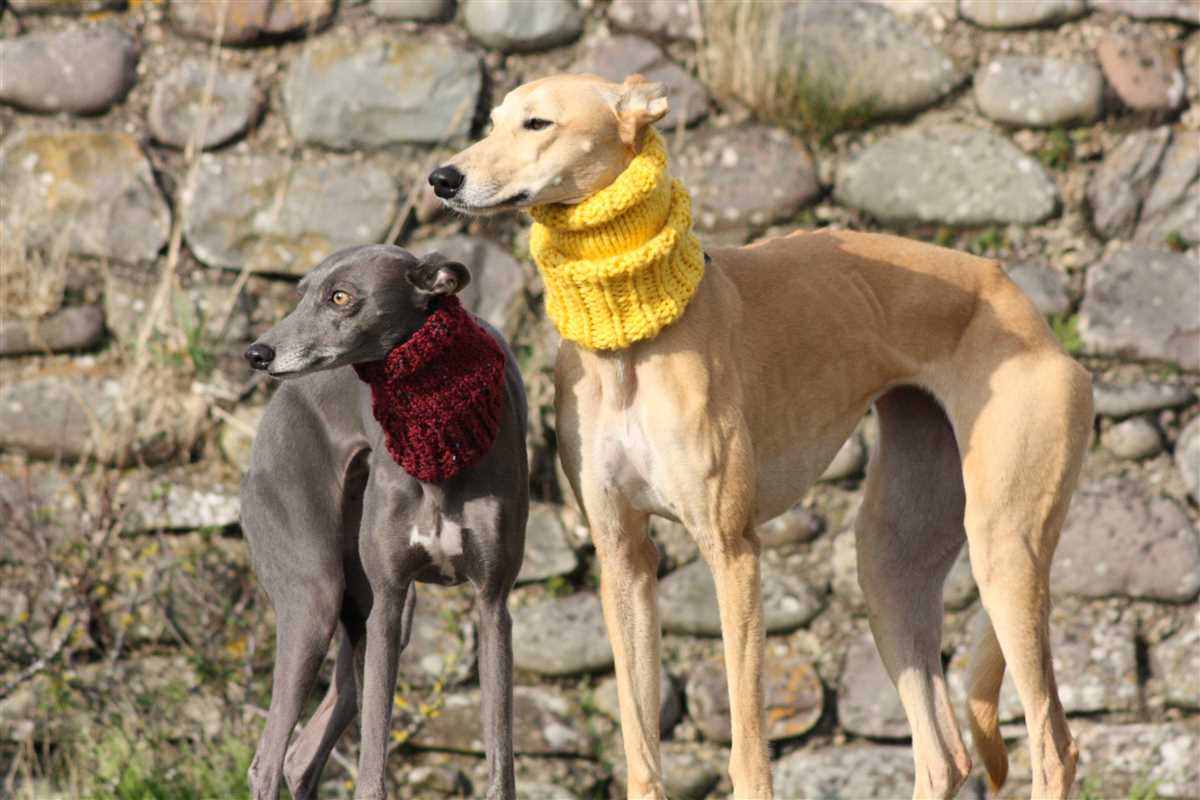 Knitting pattern for whippet snood