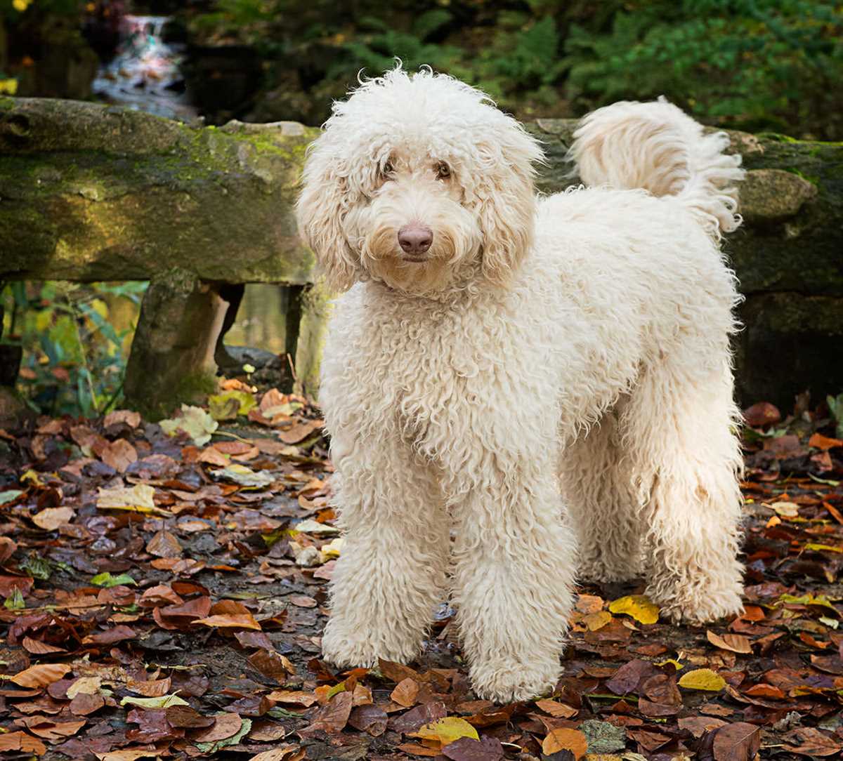 Labradoodle knitting pattern