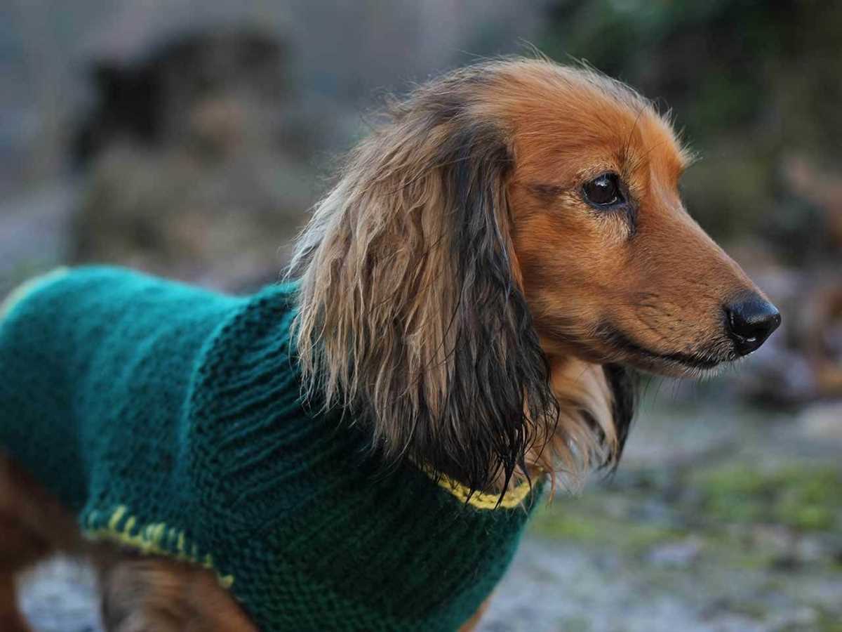 Large dog knitted sweater pattern