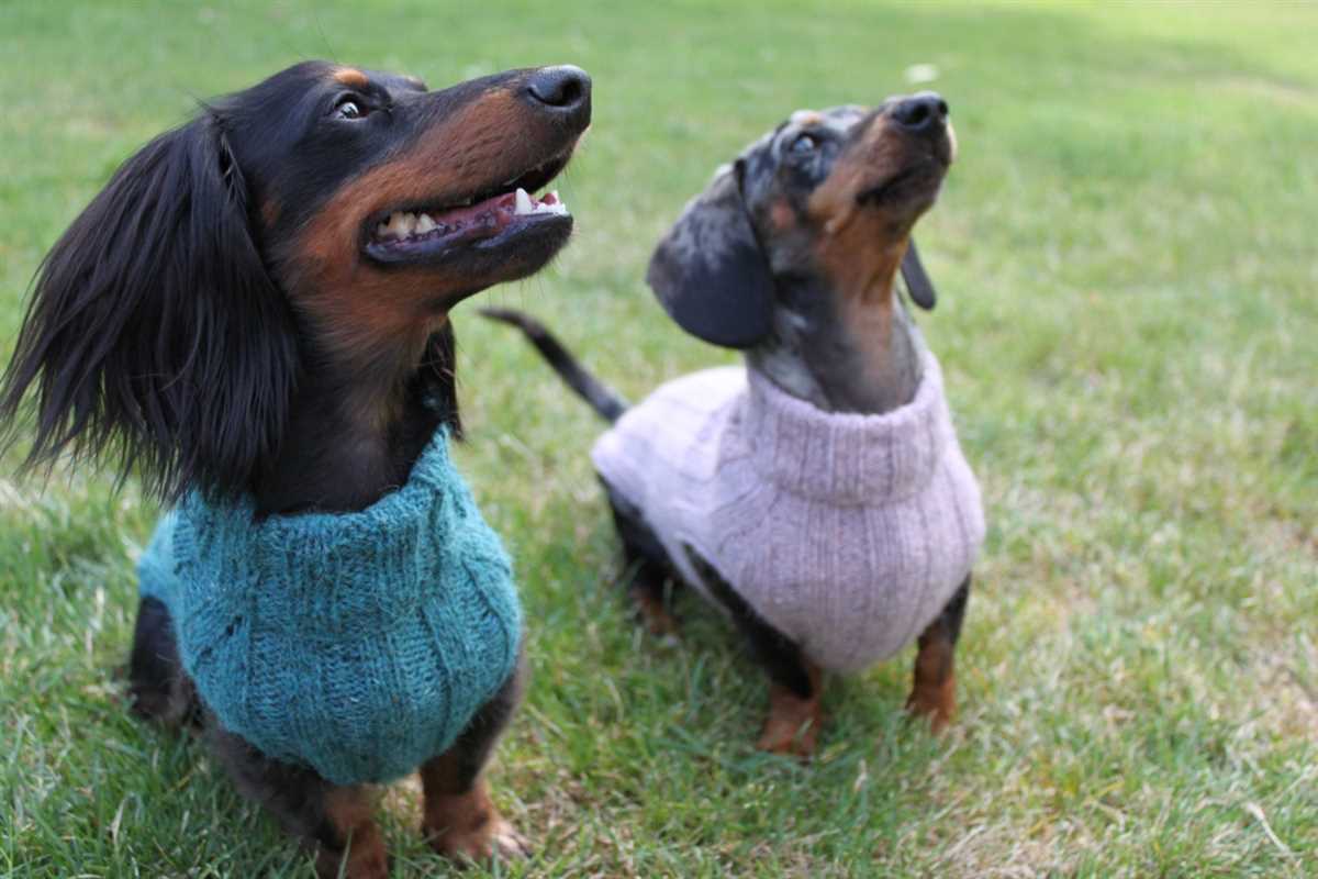 Mini-dachshund sweater knitting pattern free