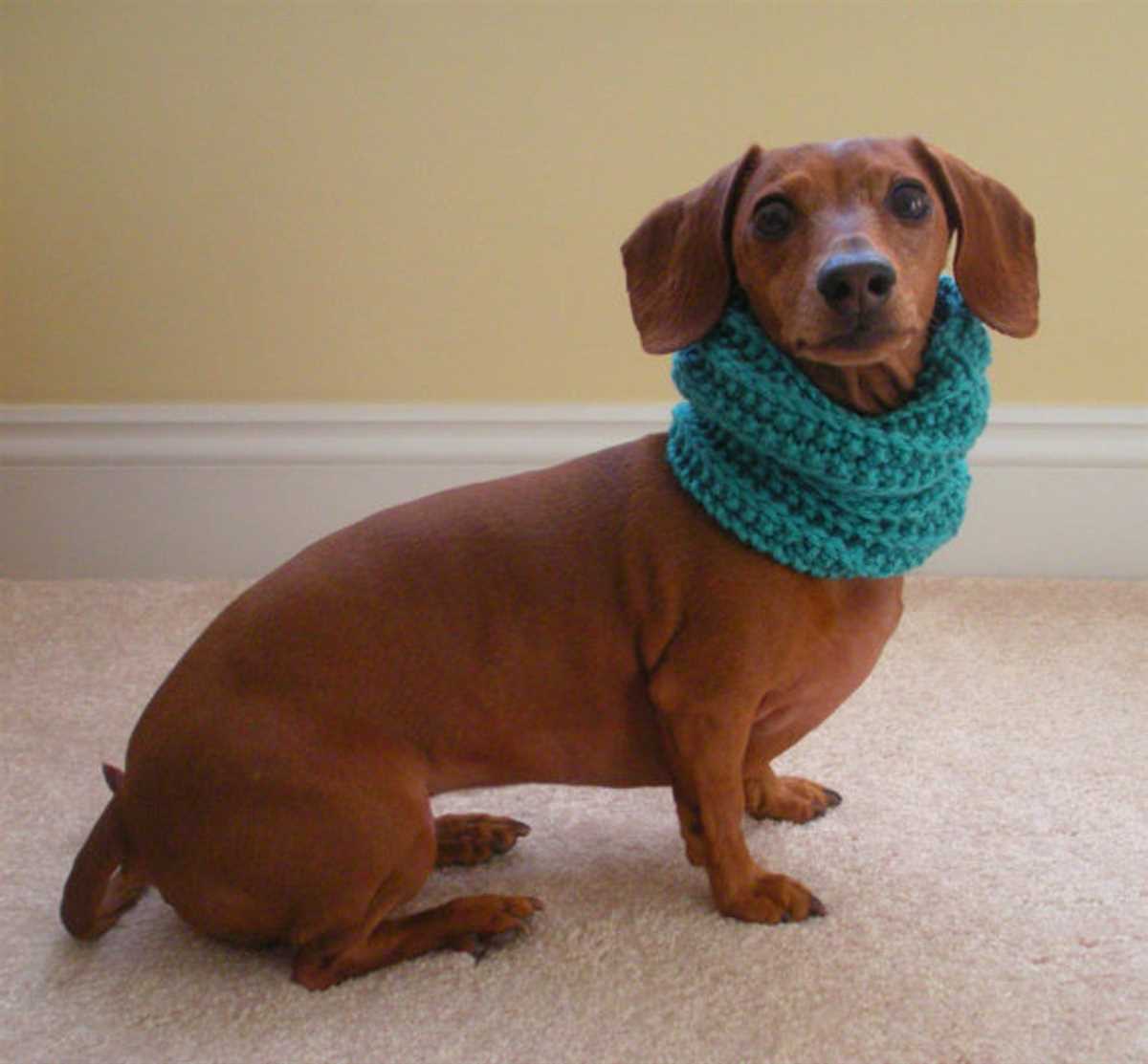 Mini-dachshund sweater knitting pattern free