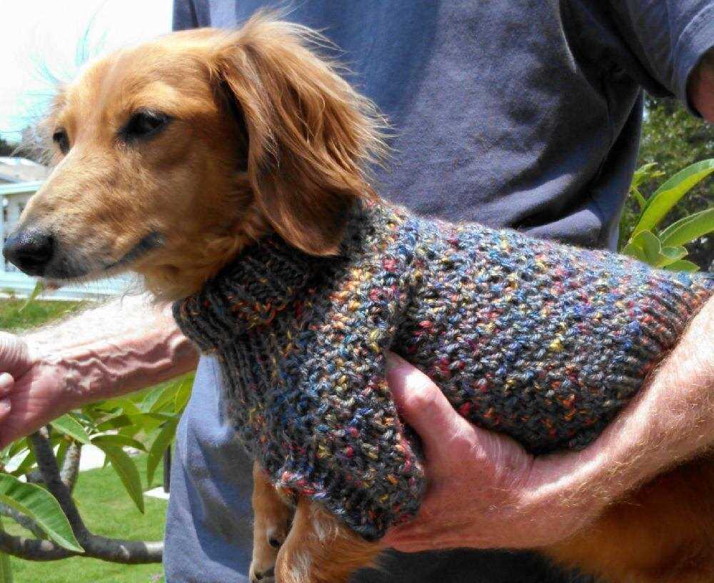 Mini-dachshund sweater knitting pattern free