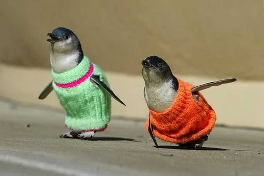 Penguin jumper knitting pattern free