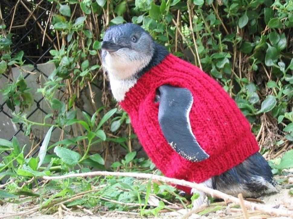 Penguin jumper knitting pattern free