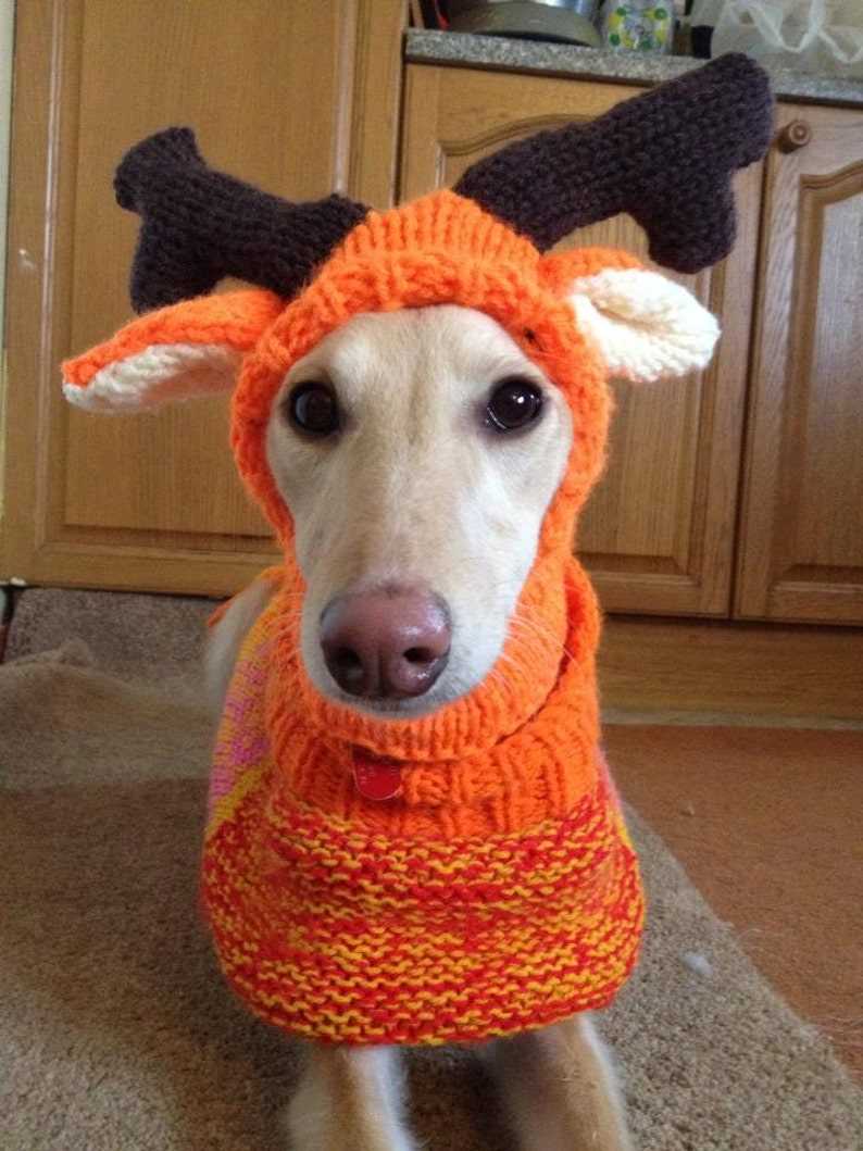 Greyhound coat knitting pattern free