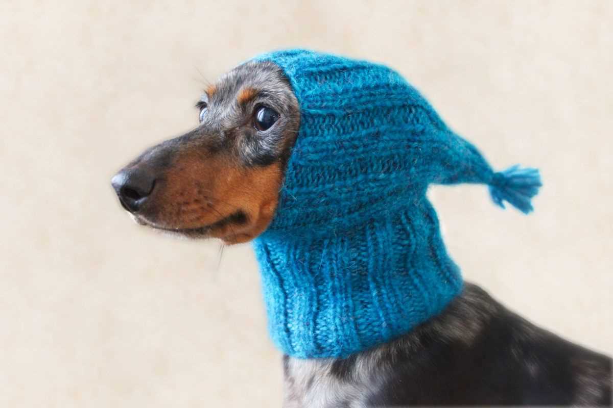 Knit hat for dog pattern