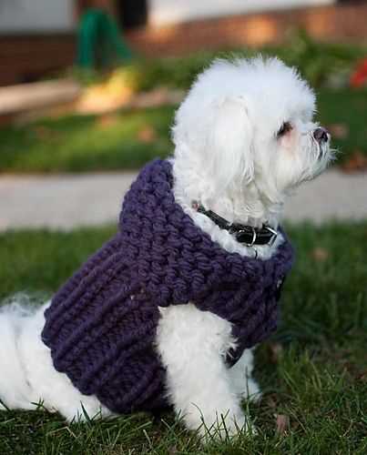Knitting patterns for dog jerseys