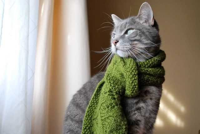 Dog scarf knitting pattern