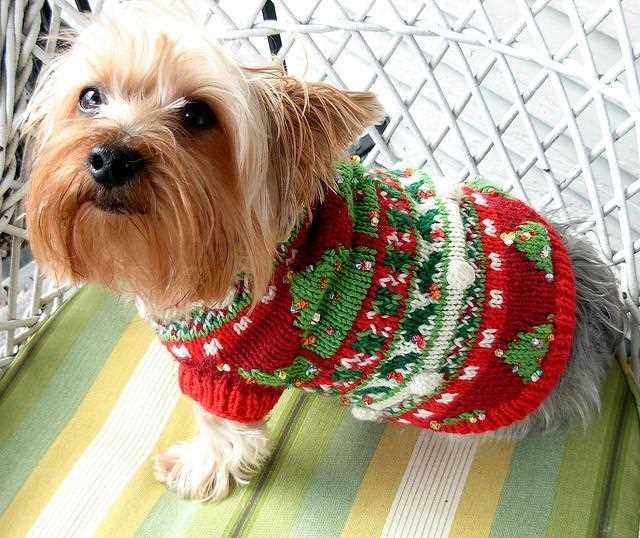 Dog xmas jumper knitting patterns