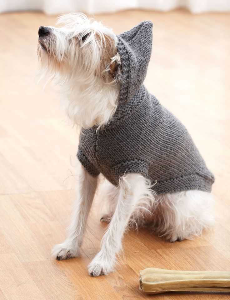 Easy Knitting Pattern for a Dog Sweater for Beginners Dog sweater knitting pattern beginner