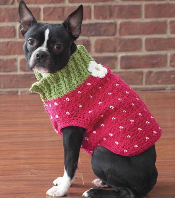 Dog sweater knitting pattern chihuahua