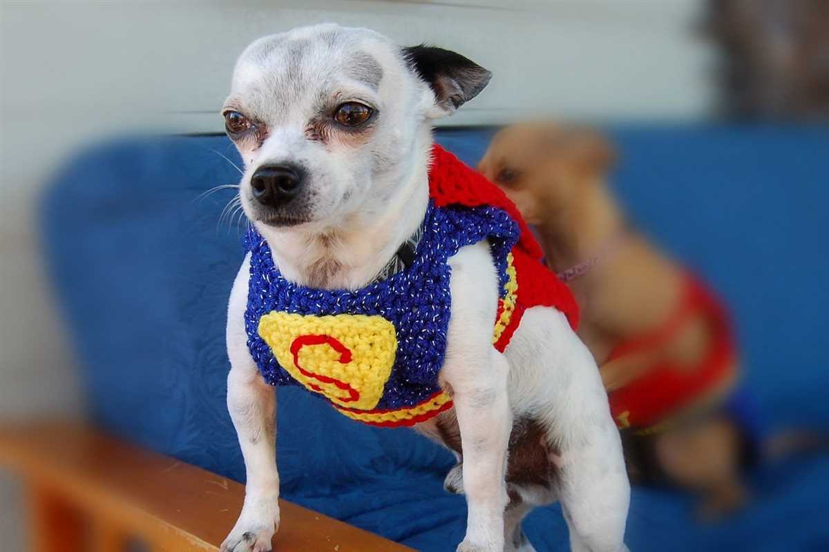 Dog sweater knitting pattern chihuahua